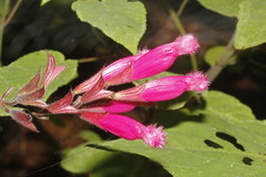 Salvia involucrata