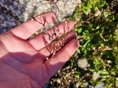 Symphyotrichum subulatum