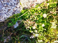 Symphyotrichum subulatum