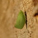 Siphanta tropica - Photo (c) Reiner Richter,  זכויות יוצרים חלקיות (CC BY-NC-SA), הועלה על ידי Reiner Richter