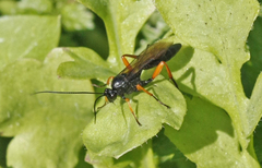 Ichneumon cessator