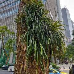 Pyrrosia longifolia