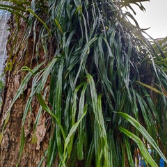Pyrrosia longifolia
