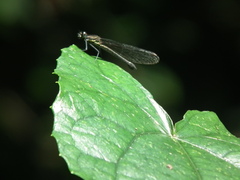 Chlorocyphidae