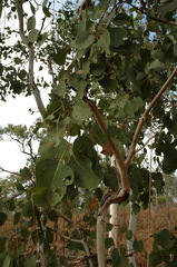 Eucalyptus platyphylla