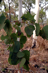 Eucalyptus platyphylla