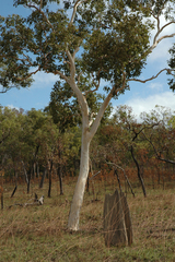 Eucalyptus platyphylla