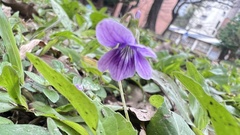 Viola confusa