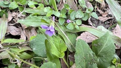 Viola confusa