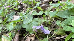 Viola confusa