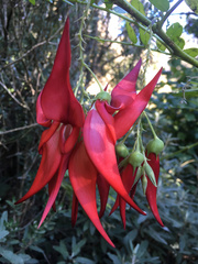 Clianthus puniceus