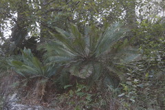 Dioon edule
