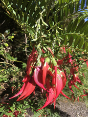 Clianthus puniceus