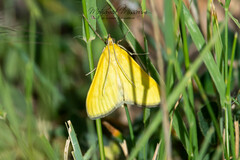 Sitochroa verticalis