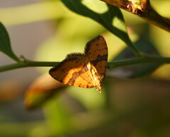 Chrysolarentia polyxantha