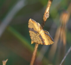 Chrysolarentia polyxantha