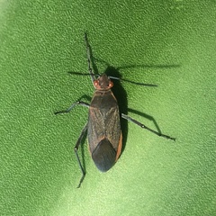 Leptocoris tagalicus