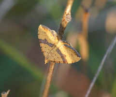 Chrysolarentia polyxantha