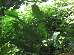 Asplenium nidus