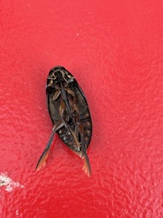 Hydrophilus