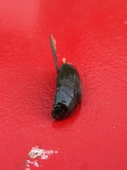 Hydrophilus