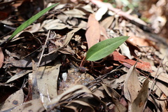 Cryptostylis