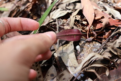 Cryptostylis