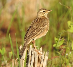 Anthus rufulus