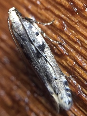 Aristotelia paradesma