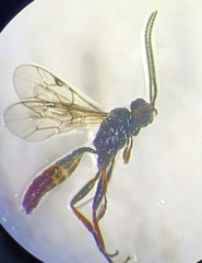 Phygadeuontinae