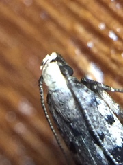 Aristotelia paradesma