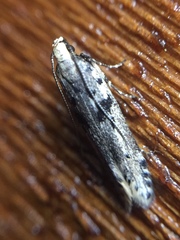 Aristotelia paradesma