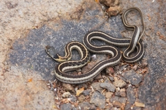 Thamnophis cyrtopsis collaris