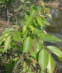 Syzygium cumini