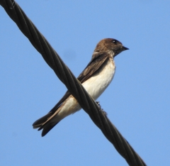 Petrochelidon fluvicola