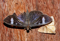 Erilusa leucoplagalis