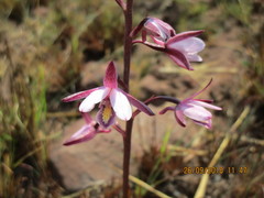 Eulophia hians hians