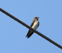 Petrochelidon fluvicola