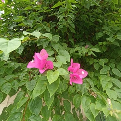 Bougainvillea