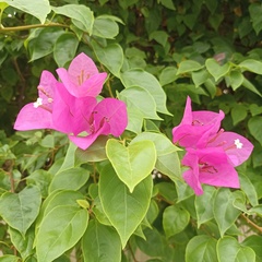 Bougainvillea