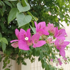 Bougainvillea