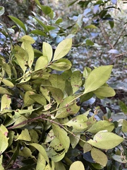 Euonymus tashiroi