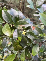 Euonymus tashiroi