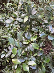 Euonymus tashiroi