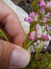 Erica corifolia
