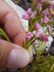Erica corifolia