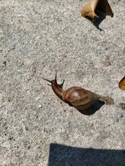 Lissachatina fulica