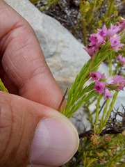 Erica corifolia