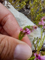 Erica corifolia