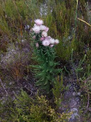 Phaenocoma prolifera